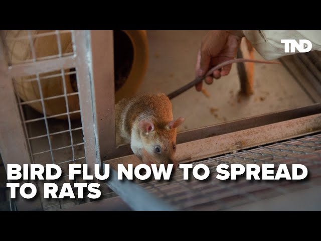 Bird flu now spreading to rats and other animals