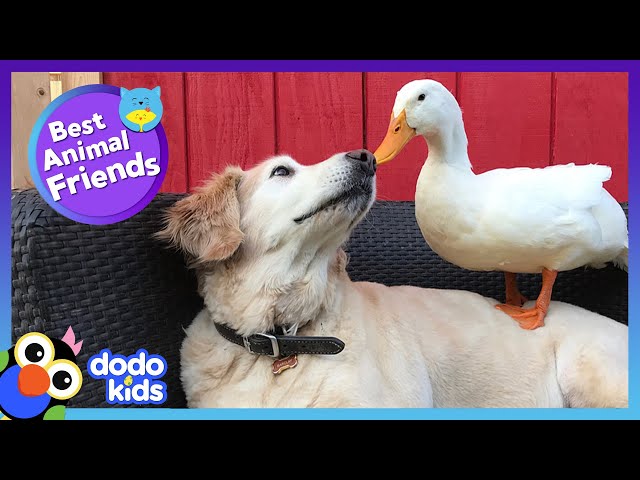 85 Minutes Of Animals Who Are Absolutely Obsessed With Each Other | Animal Videos | Dodo Kids