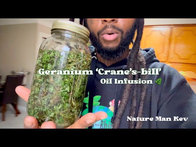 Geranium Infused Oil Method 🌿 | Nature Man Kev