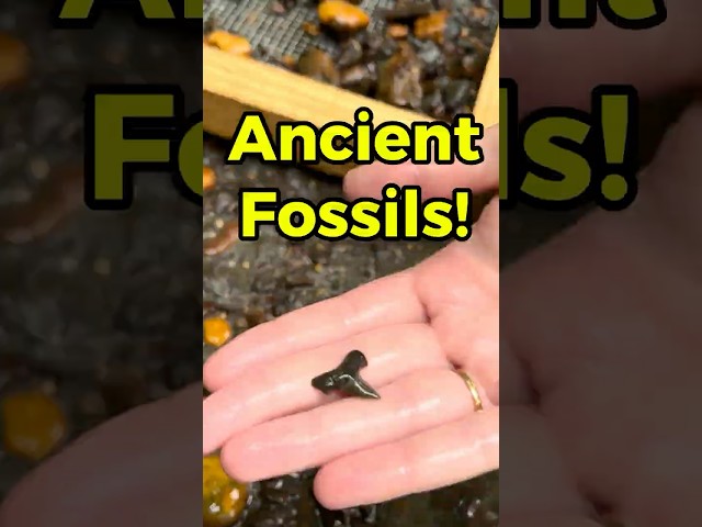 Discovering Ancient Fossil Teeth And More From New Jersey! #fossils #fossilhunting