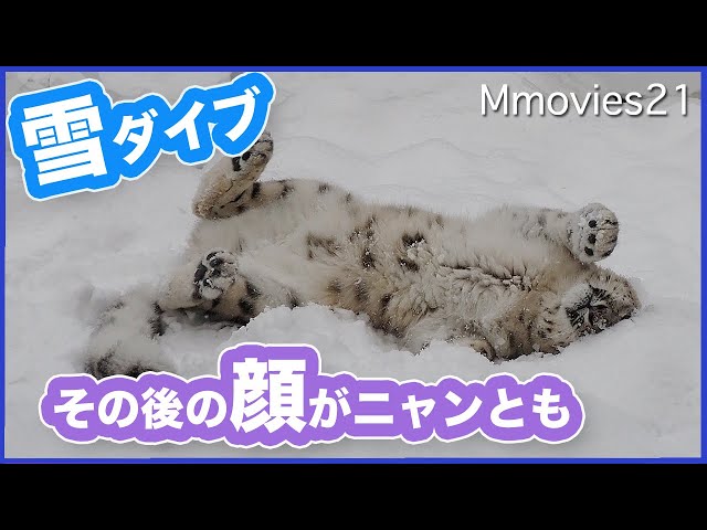 Snow Leopard played with snow and dived