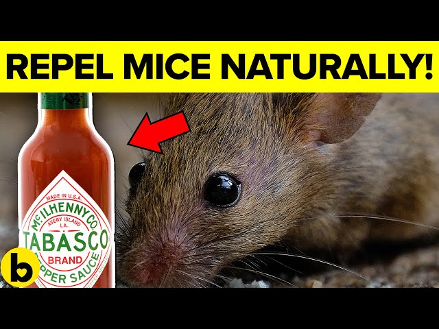 7 Ways To Get Rid Of Mice Permanently And Naturally