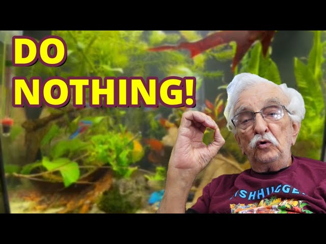 DO NOTHING and Your NATURAL AQUARIUM Will THRIVE!! #natural aquarium