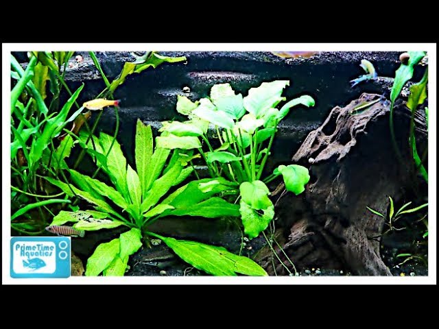 Beginners Guide to Aquatic Plants: How to Keep Plants in Your Fish Tank