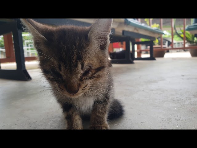 blind kitten in thailand