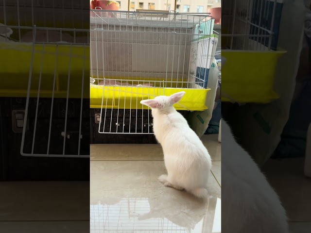 Cute little rabbit goes back to the cage to rest