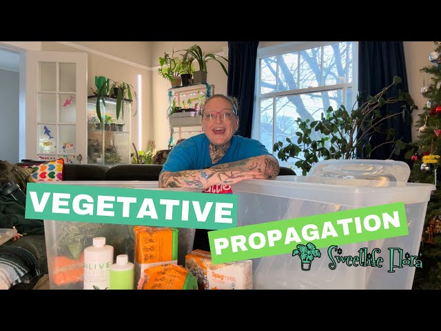 How to Propagate Plants: Simple Steps for Vegetative Propagation