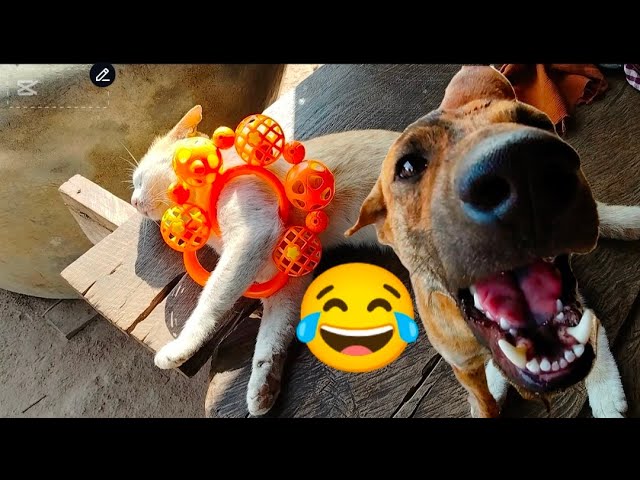 ULTIMATE Cat and Dog Videos!  FUNNIEST Pets 2025