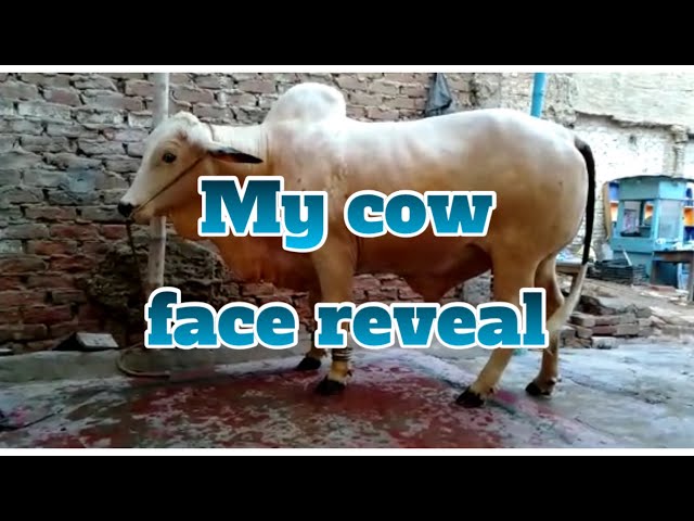 Finally janwer milgaya ||My cow face reveal || daily vlog ||Asma Asghar Rizvi