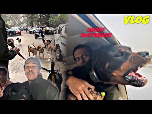 Rottweiler Malhar Ko StreetDogs Ne Gher Liya Aur Rickshaw Mein Se Hua Pitbull Pe Gussa | Day-273