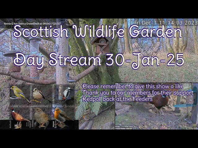 LIVE 🔴 Bird Feeders, Wildlife Cameras Scotland UK from Scottish Wildlife Garden