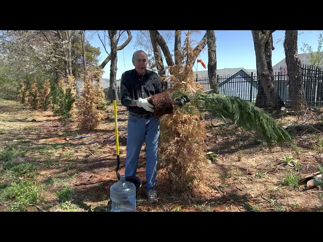 How to check if you evergreen tree is dead?