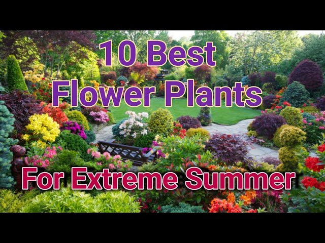 10 Best Flower Plants for Extreme Hot Weather