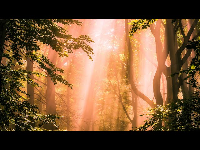 Conversation with Al Aronie on Nature in Tree House (360 video 6K)