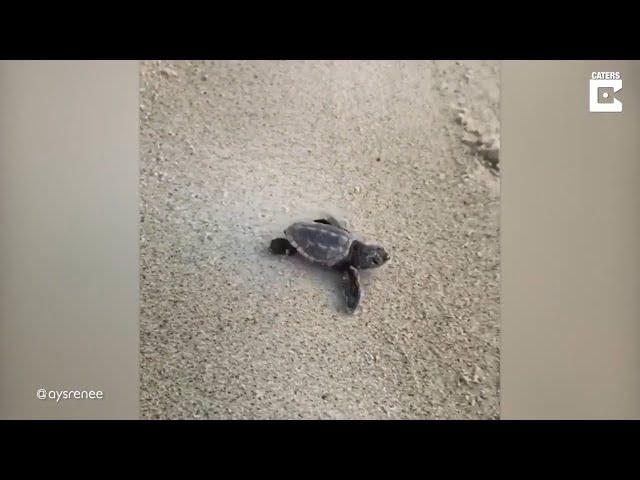 Baby Turtle Makes Its Way To Sea | Daily dose of internet #17