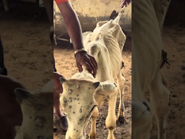 Cow service is the same service to God || #cow #cowlover #gaumata #gaushala #trending #viral#animals