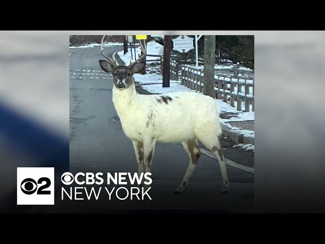 Rare white deer in attracts attention in Allendale, New Jersey