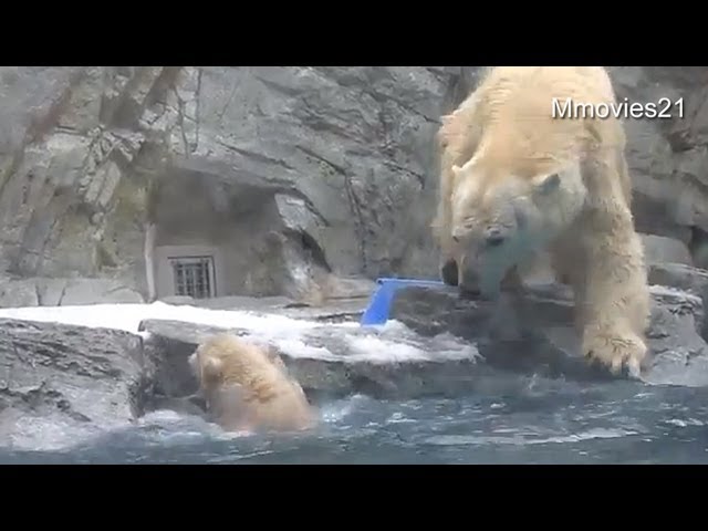 Help me! Polar Bear cub can't swim yet