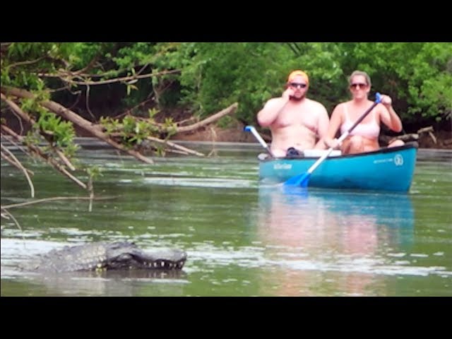 Remote Controlled Alligator - Just For Laughs