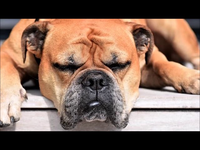 Deep Separation Anxiety For Dog - Relaxation