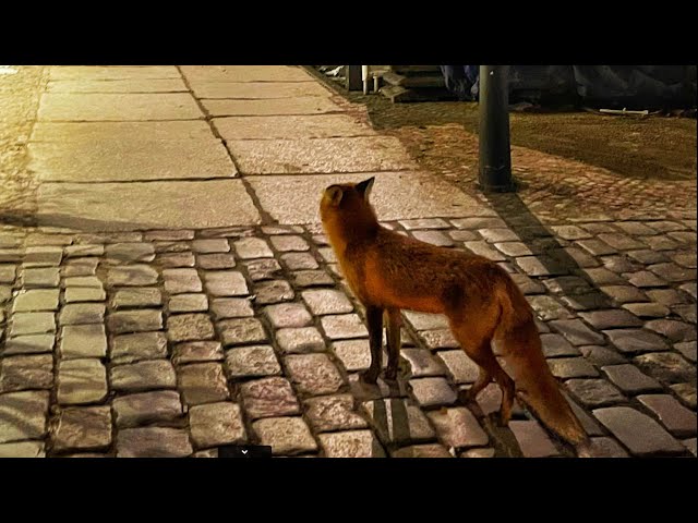 Berlin Wildlife: fox