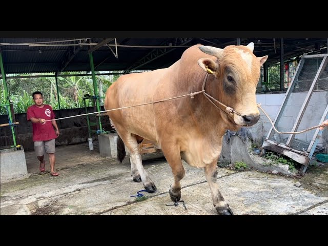 SAPI RAKSASA BARU KP TURUN DARI TRUK ASA YANG NGAMUK ‼️🔥🔥🔥