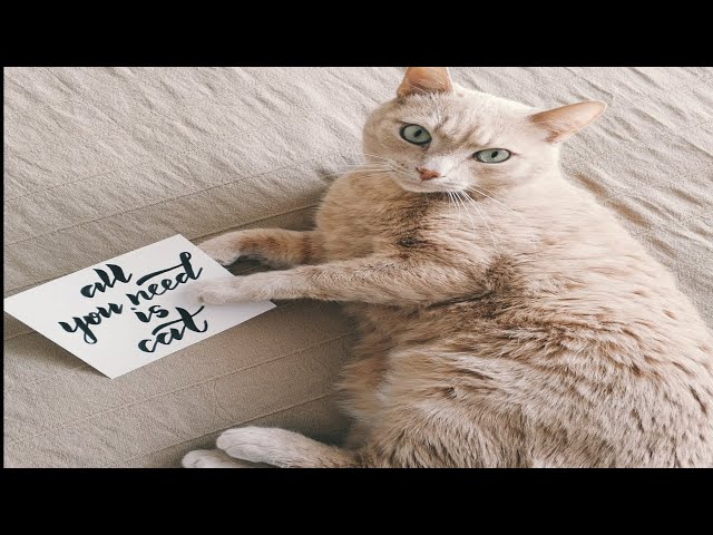 Cute Baby Cats💗Funny Compilation Cute Moment Of The Cats #11| Cute Cats