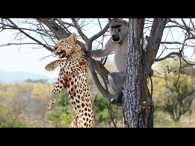 Amazing: Baboon Attacks Leopard For Revenge, Ending In Surprise