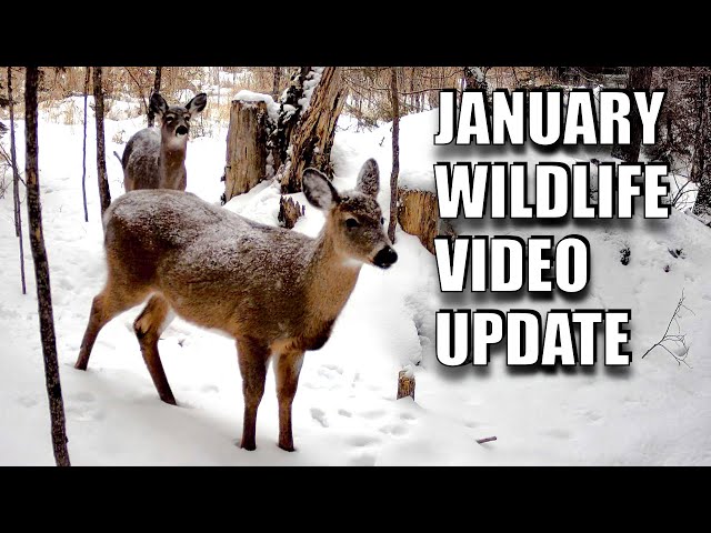 WILDEST January Moments Caught on Camera!