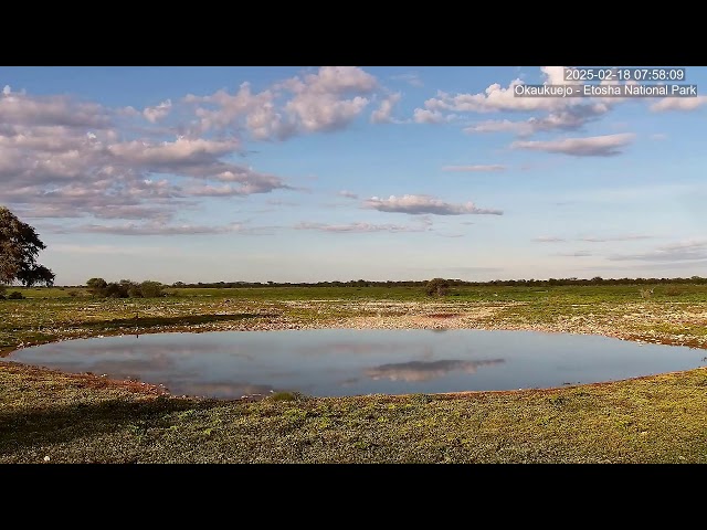 Okaukuejo Resort, Wildlife Waterhole: Live camera stream in the Etosha National Park in Namibia