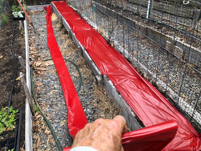 Red Plastic Mulch for Tomatoes and Peppers