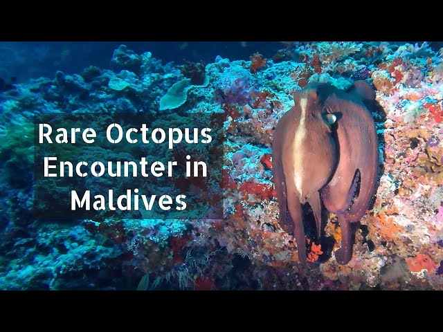 Maldives dives: RARE OCTOPUS shots & MORE [4K HDR]