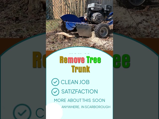 Remove Tree Trunk