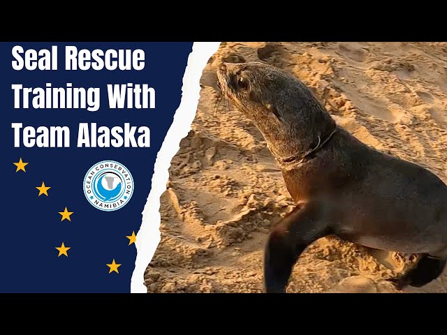 Seal Rescue Training With "Team Alaska"