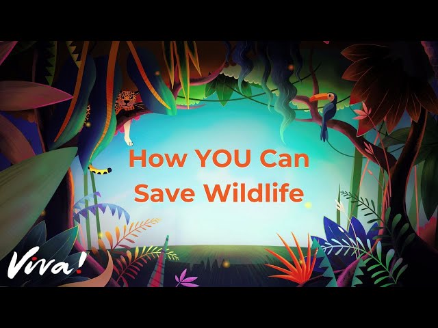 How YOU Can Save Wildlife - Gorilla Wildlife Animation | Viva!