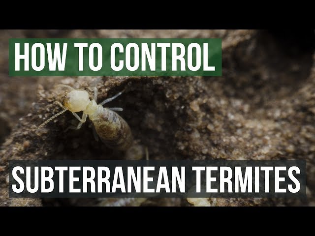 How to Control Subterranean Termites