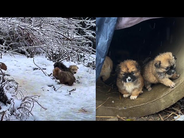 "I want my mommy!" the puppies hugged each other and cried, sitting in the snow and shivering