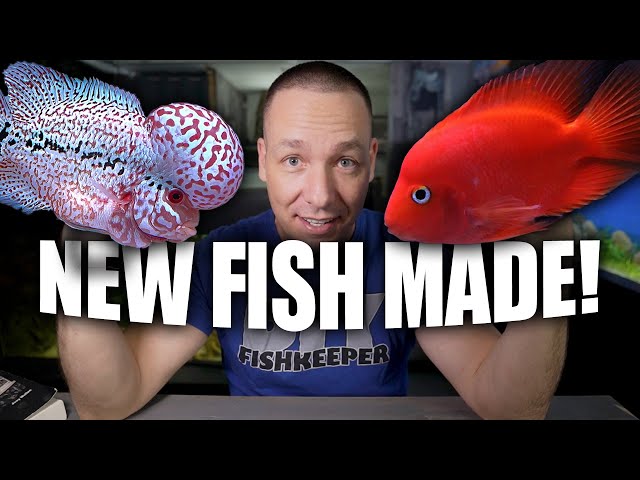 What happened when I CROSSED my FLOWERHORN with my KING KONG PARROT FISH!! The king of DIY