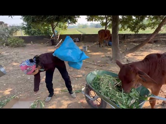 Rural Life Raising Livestock From Morning to Night