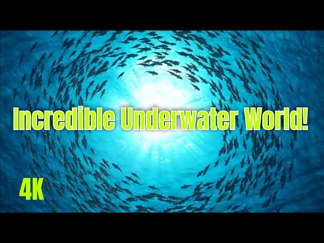 4K Video Ultra HD Sea Animals - Underwater Wonders - Ocean life documentary 4k