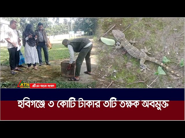 হবিগঞ্জে ৩ কোটি টাকার ৩টি তক্ষক অবমুক্ত | Habiganj | Tokkhok