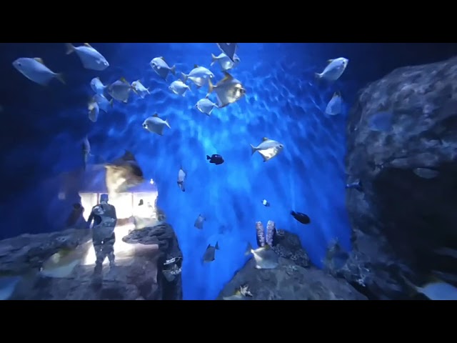 Peces en realidad virtual | Zoológico de Guadalajara | Episodio #20