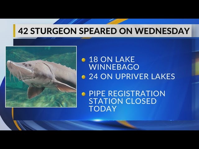 Two sturgeon 100+ pounds speared during another slow day in Wisconsin