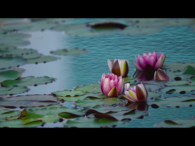 Relaxar com sons da Natureza - Musica relaxante - piano - agua