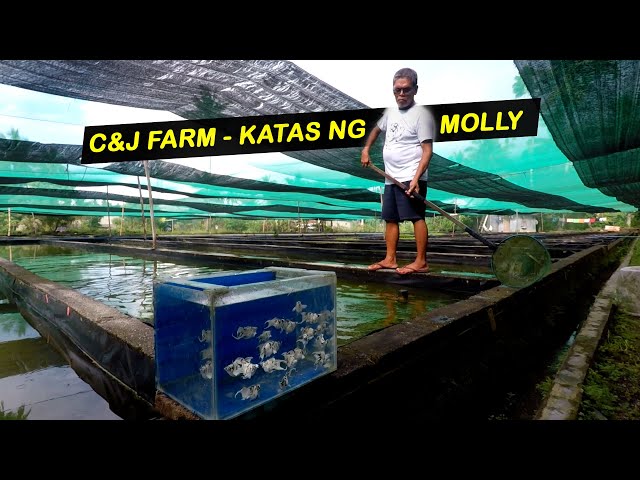 Katas ng Molly - C&J Farm