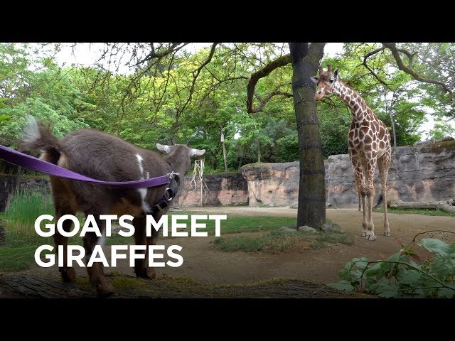 Tiny Goats Visit Giraffes