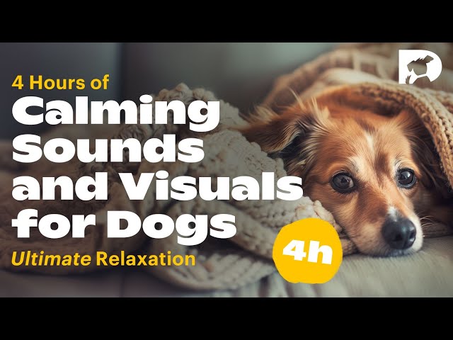 4 Hours of Relaxing Sounds and Scenes for Dogs | Calming Music to Keep Your Dog Happy and Relaxed