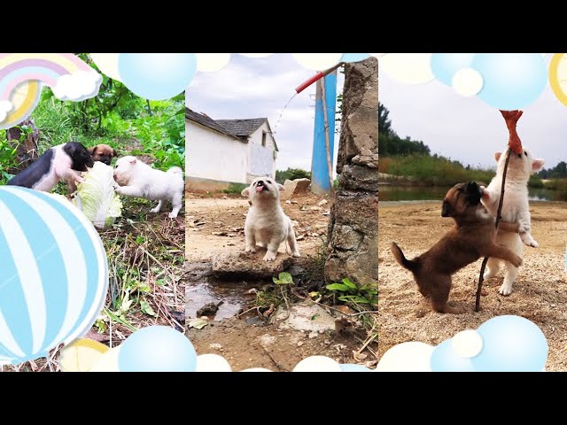 [Pastoral Life & Cute Pets]Both dogs and pigs love to eat cabbage #cutepet #dog