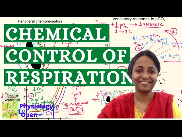 Chemical regulation of respiration | Respiratory system physiology mbbs 1st year lecture