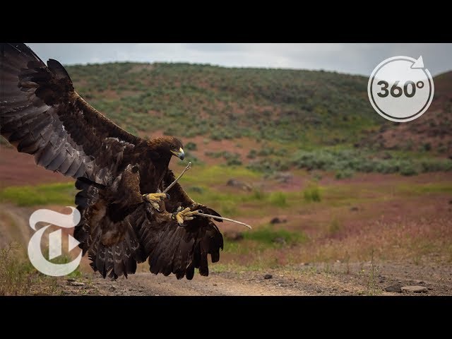 Soar With a Golden Eagle | The Daily 360 | The New York Times